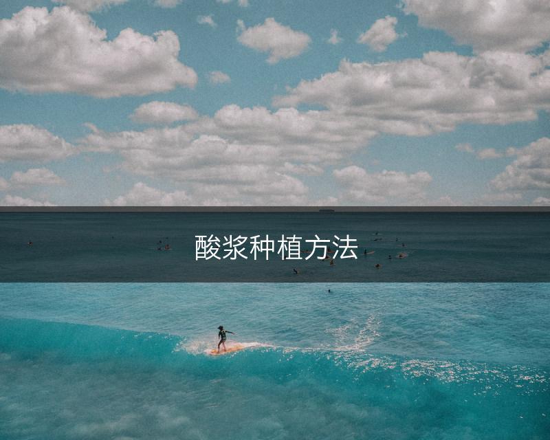 酸浆种植方法(图1)