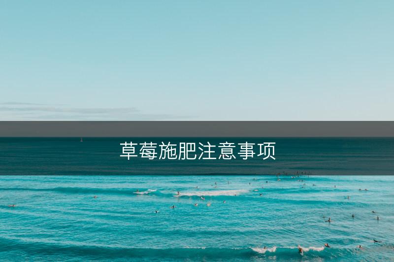 草莓施肥注意事项(图1)
