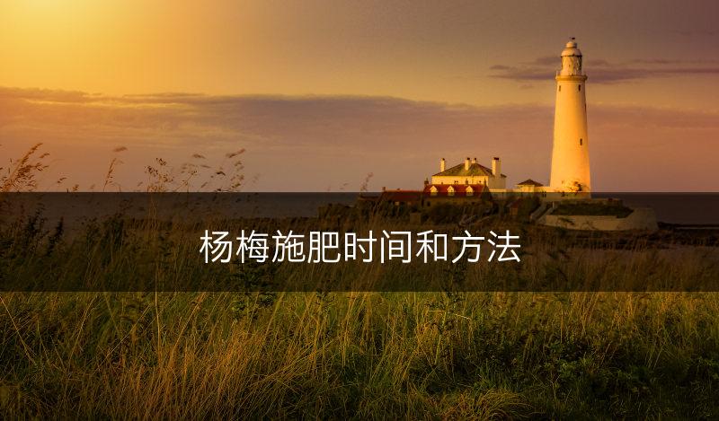 杨梅施肥时间和方法(图1)