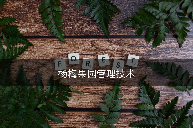 杨梅果园管理技术(图1)