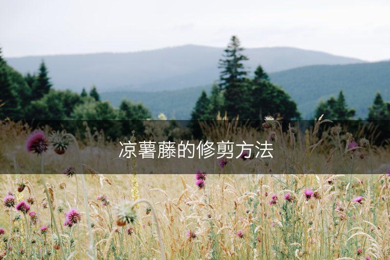 凉薯藤的修剪方法(图1)