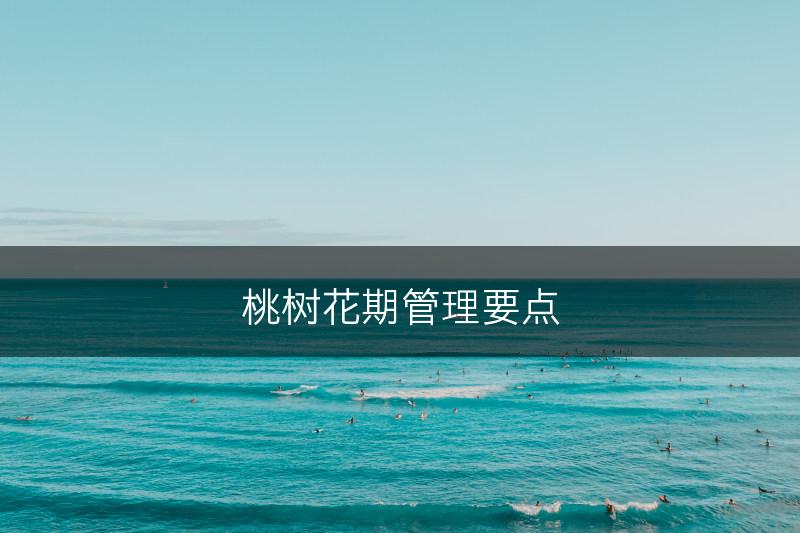 桃树花期管理要点(图1)