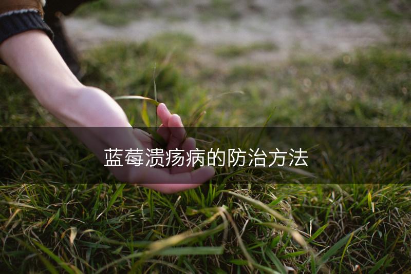 蓝莓溃疡病的防治方法(图1)