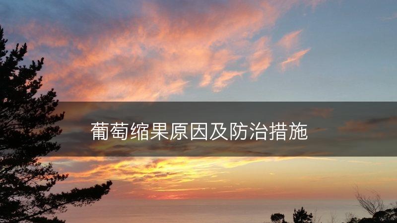 葡萄缩果原因及防治措施(图1)