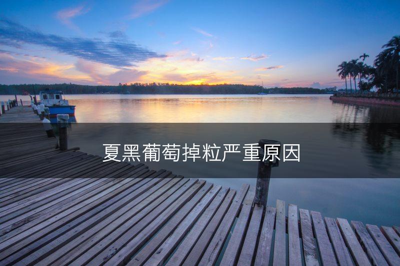 夏黑葡萄掉粒严重原因(图1)