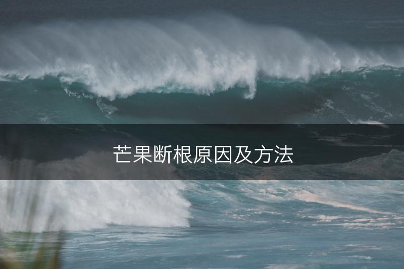 芒果断根原因及方法(图1)