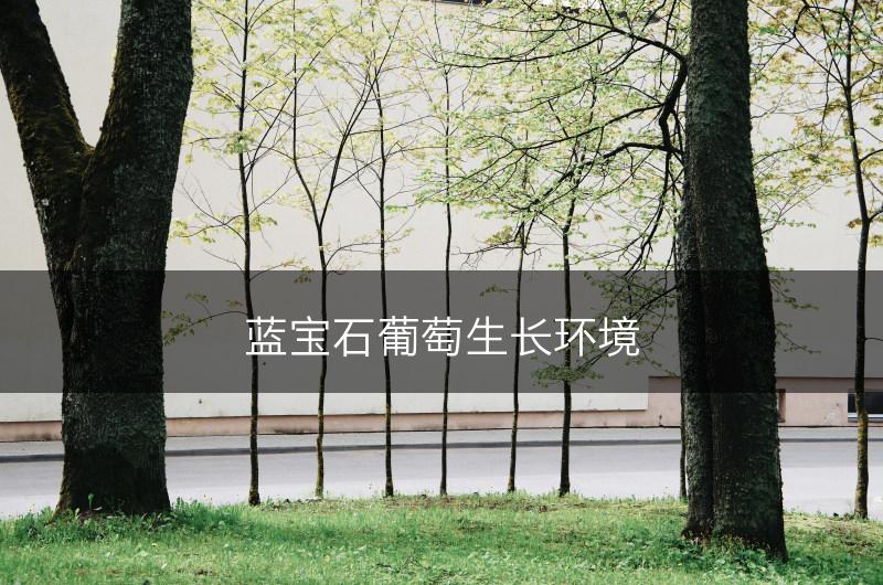 蓝宝石葡萄生长环境(图1)