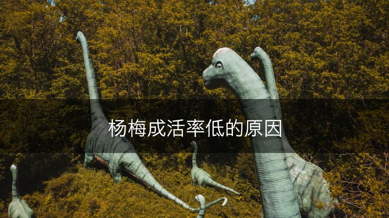 杨梅成活率低的原因(图1)