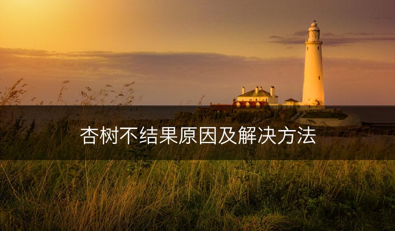 杏树不结果原因及解决方法(图1)