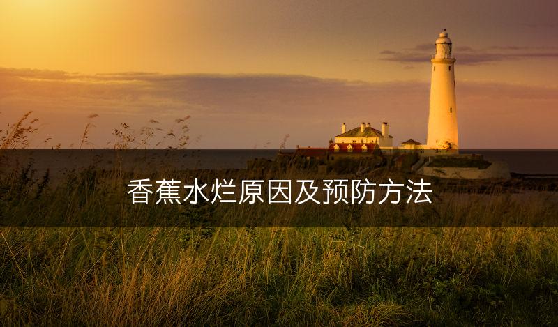 香蕉水烂原因及预防方法(图1)