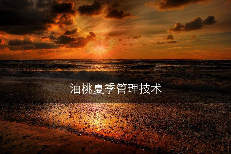油桃夏季管理技术(图1)