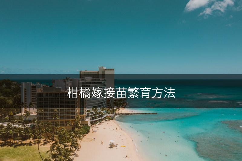 柑橘嫁接苗繁育方法(图1)