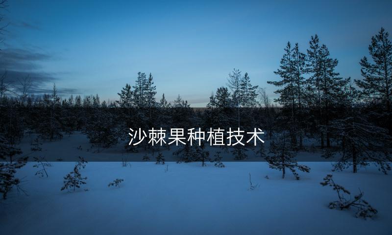 沙棘果种植技术(图1)