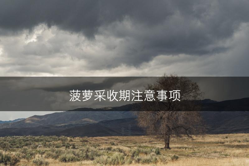 菠萝采收期注意事项(图1)