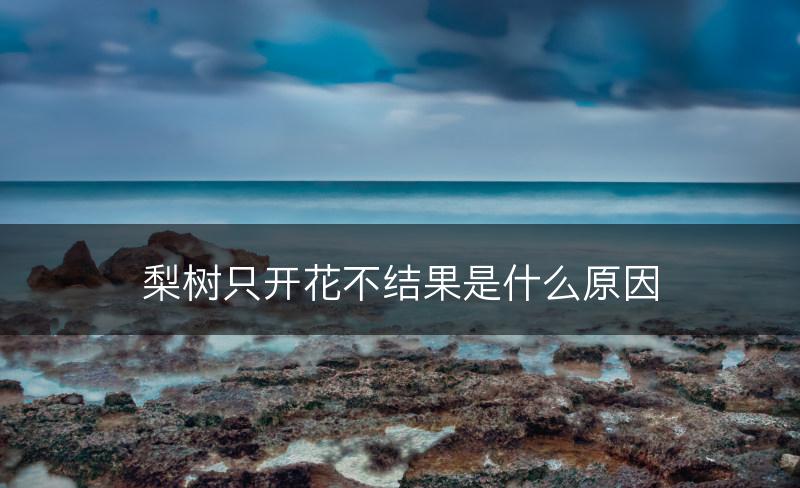 梨树只开花不结果是什么原因(图1)