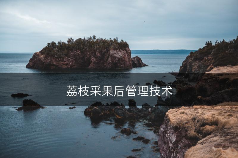 荔枝采果后管理技术(图1)
