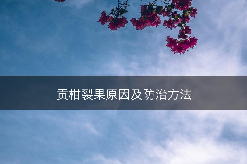 贡柑裂果原因及防治方法(图1)