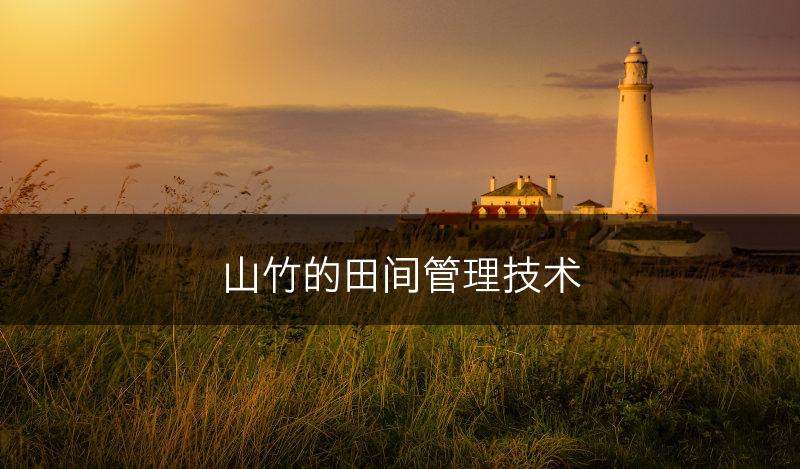 山竹的田间管理技术(图1)