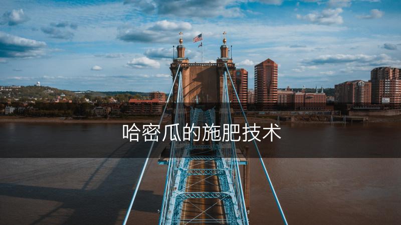 哈密瓜的施肥技术(图1)