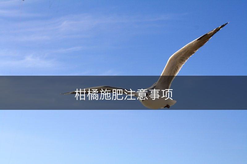 柑橘施肥注意事项(图1)
