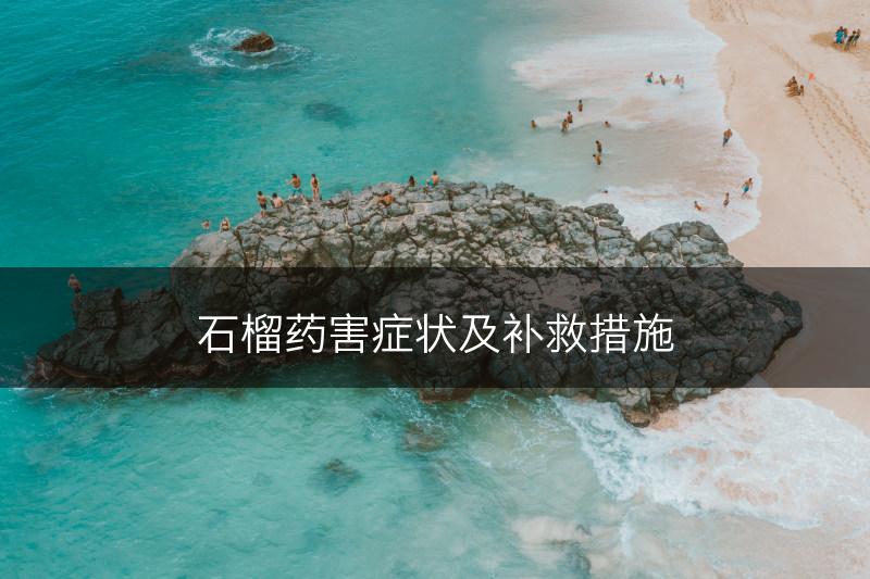 石榴药害症状及补救措施(图1)