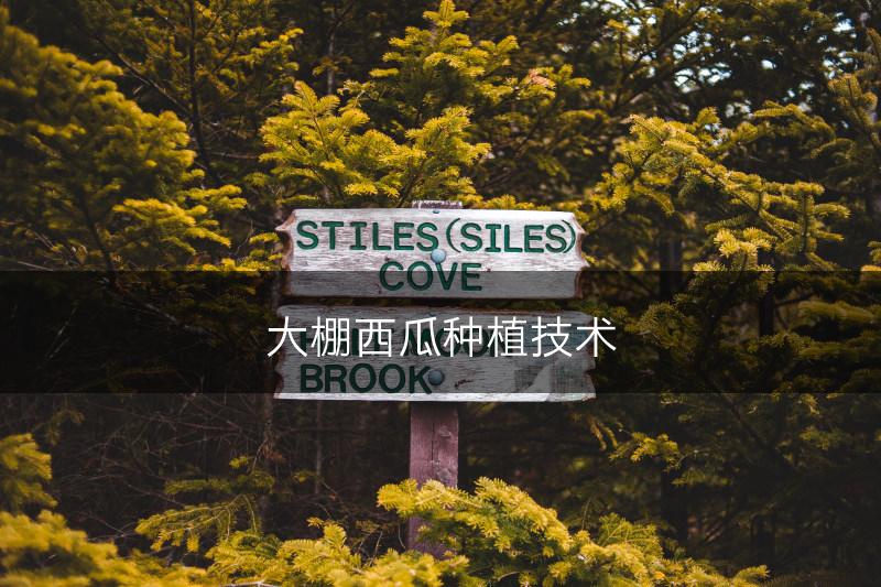 大棚西瓜种植技术(图1)