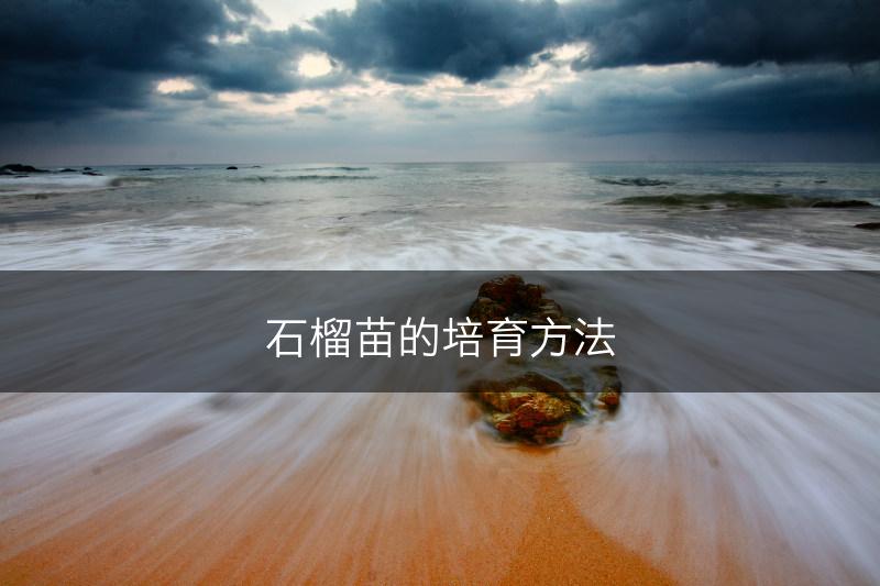 石榴苗的培育方法(图1)
