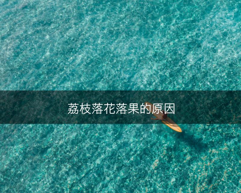 荔枝落花落果的原因(图1)