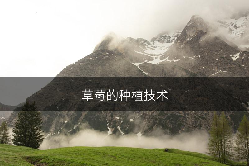 草莓的种植技术(图1)