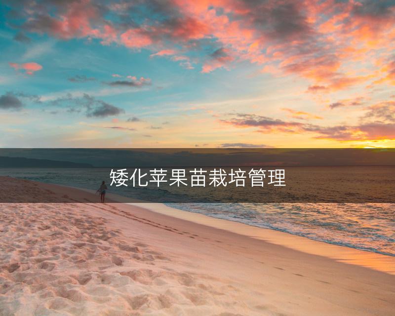 矮化苹果苗栽培管理(图1)