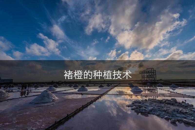 褚橙的种植技术(图1)