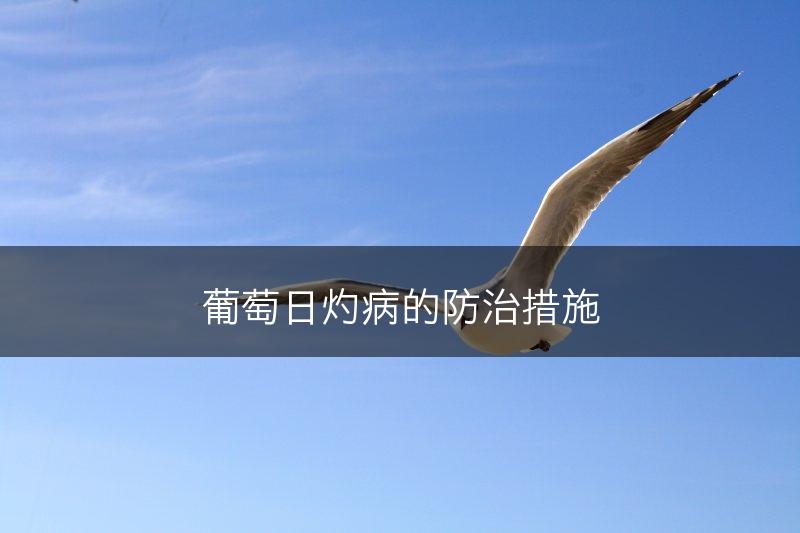 葡萄日灼病的防治措施(图1)