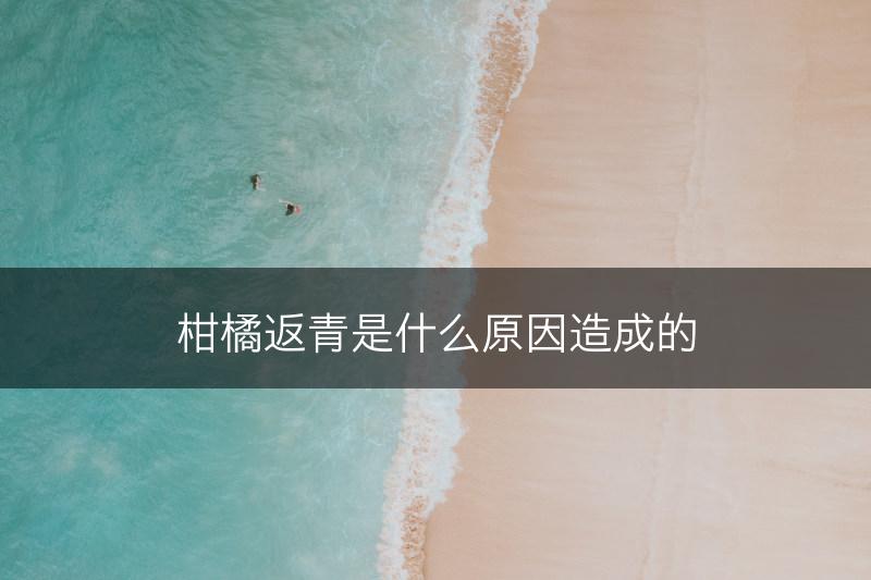 柑橘返青是什么原因造成的(图1)