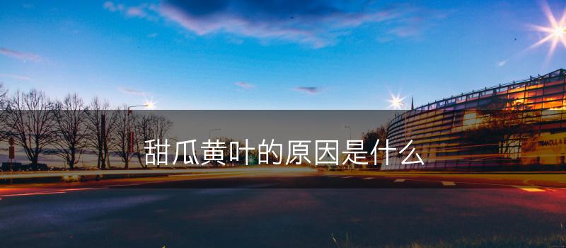甜瓜黄叶的原因是什么(图1)