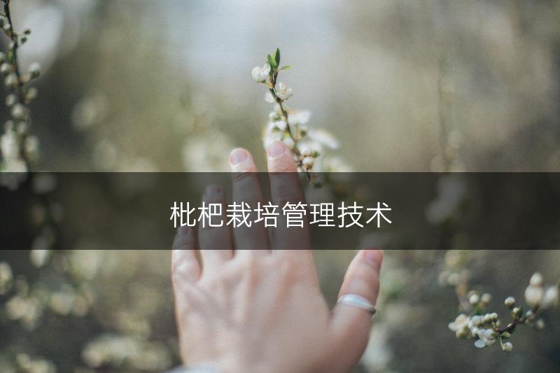 枇杷栽培管理技术(图1)