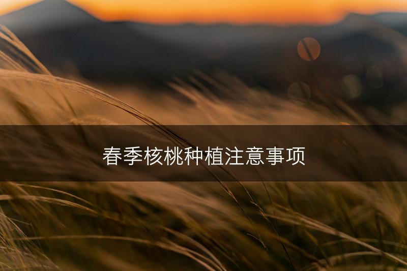 春季核桃种植注意事项(图1)