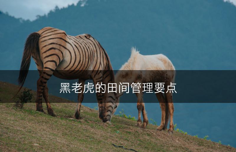 黑老虎的田间管理要点(图1)