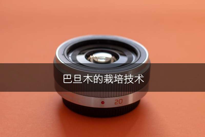 巴旦木的栽培技术(图1)