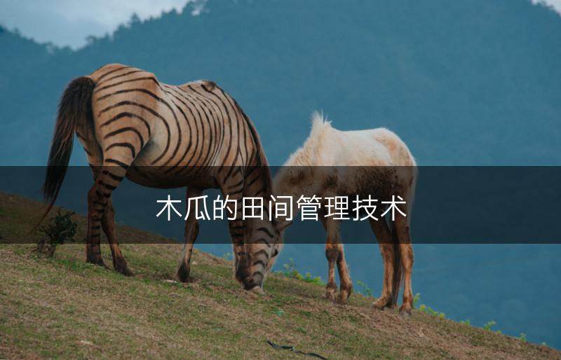 木瓜的田间管理技术(图1)