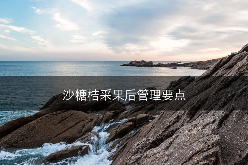 沙糖桔采果后管理要点(图1)
