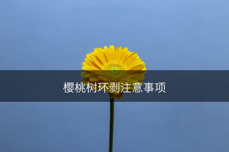 樱桃树环剥注意事项(图1)