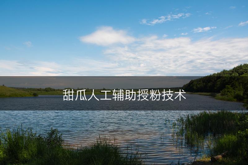甜瓜人工辅助授粉技术(图1)