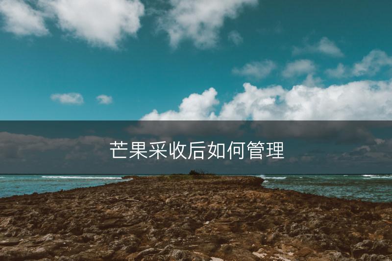 芒果采收后如何管理(图1)