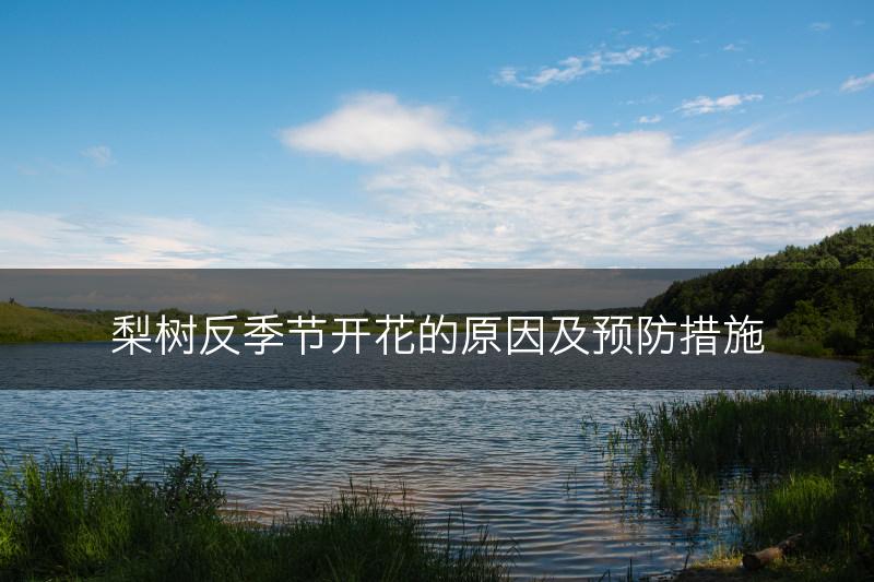 梨树反季节开花的原因及预防措施(图1)