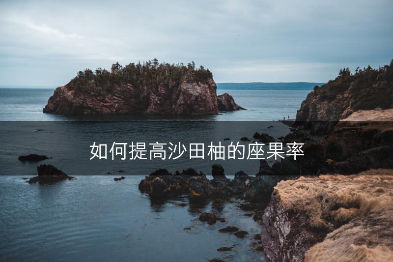 如何提高沙田柚的座果率(图1)