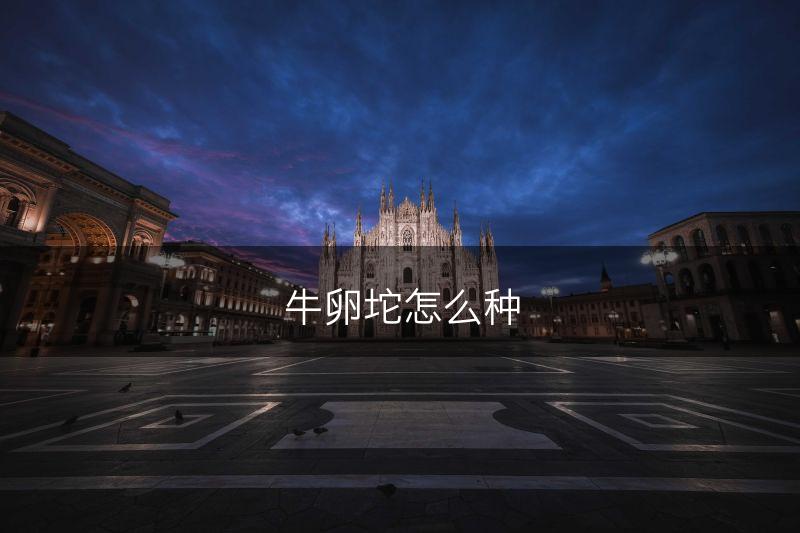 牛卵坨怎么种(图1)