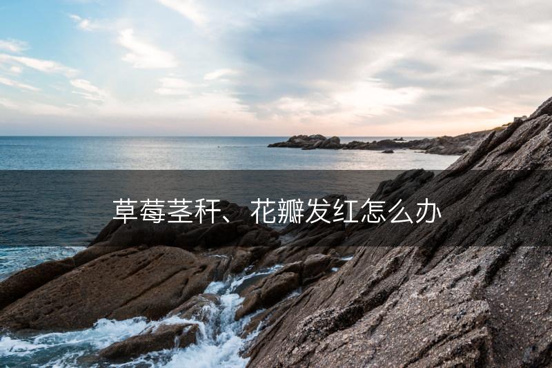 草莓茎秆、花瓣发红怎么办(图1)