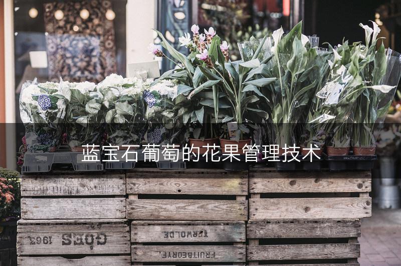 蓝宝石葡萄的花果管理技术(图1)