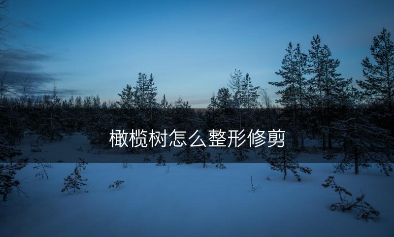 橄榄树怎么整形修剪(图1)