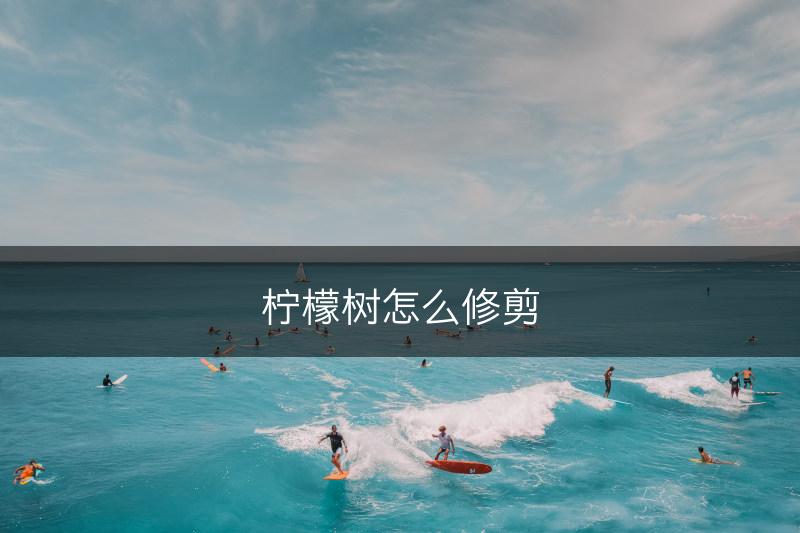 柠檬树怎么修剪(图1)